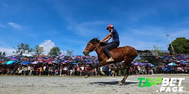 Hướng dẫn tham gia đua ngựa Bắc Hà